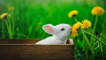 从茶园到茶桌:广佛精品茶室的选茶标准